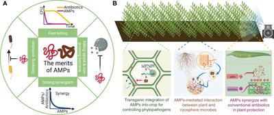 Application of antimicrobial peptides in plant protection: making use of the overlooked merits